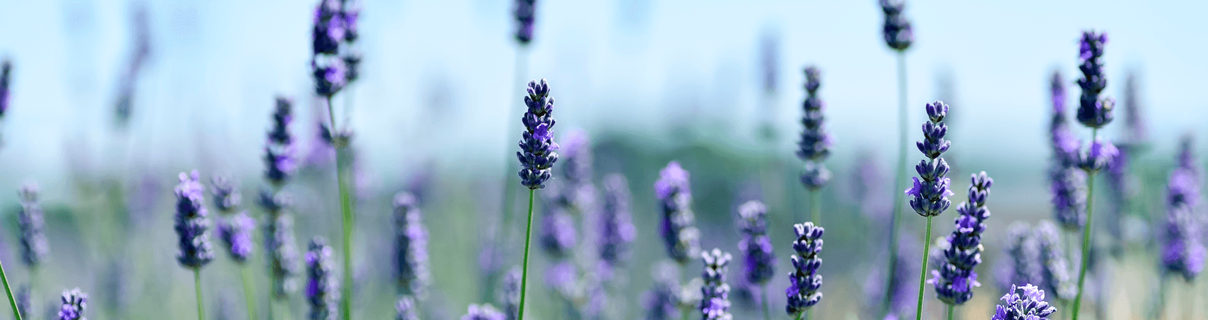 Linha Águas de Passar