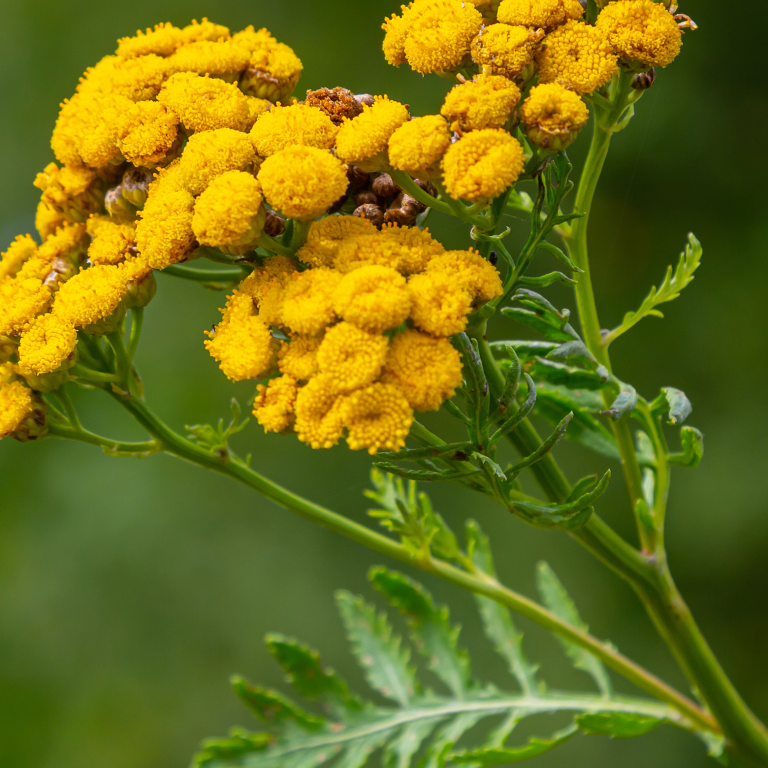 Água de Colônia Chá Branco