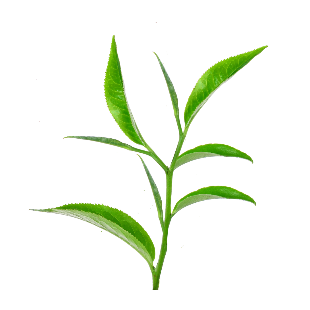 Água de Colônia Chá Branco 15ml