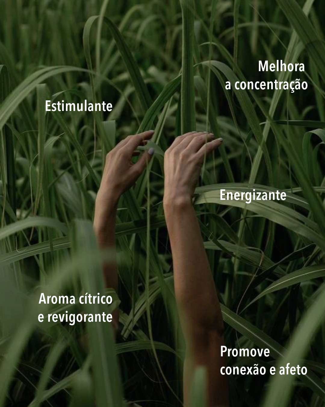 Kit Renovação Capim Limão