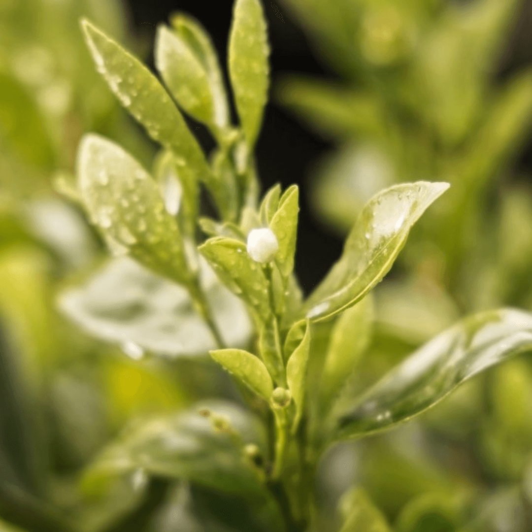 HIDRATANTE CHÁ BRANCO 250ml + ÁGUA DE COLÔNIA 15ml ESSENCIAL ORGANICS®️