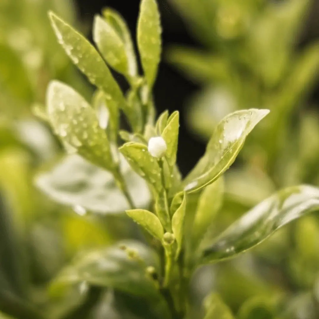 Água de Colônia Chá Branco essencial organics