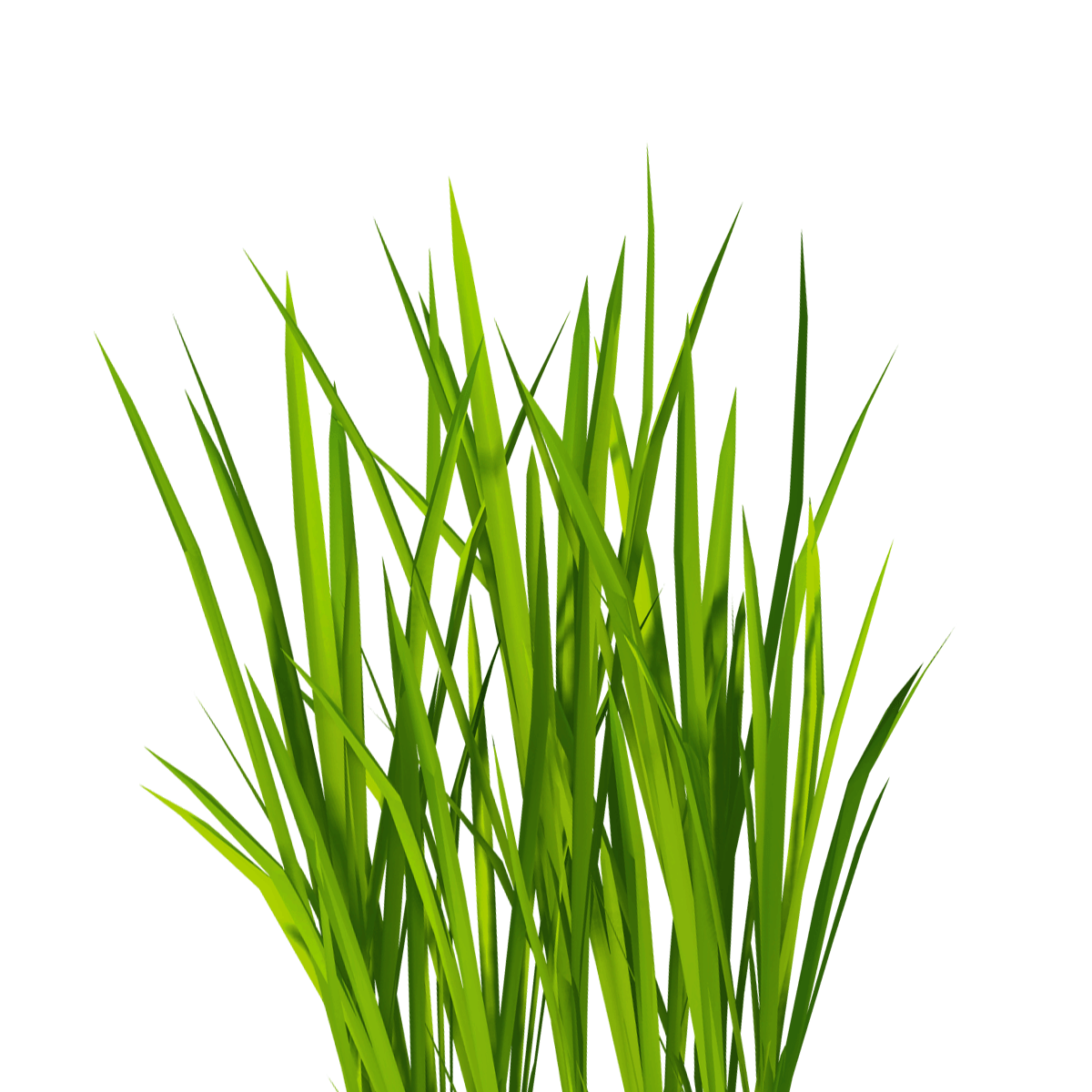 Óleo Essencial de Lemongrass Orgânico 10ml - Essencial Organics