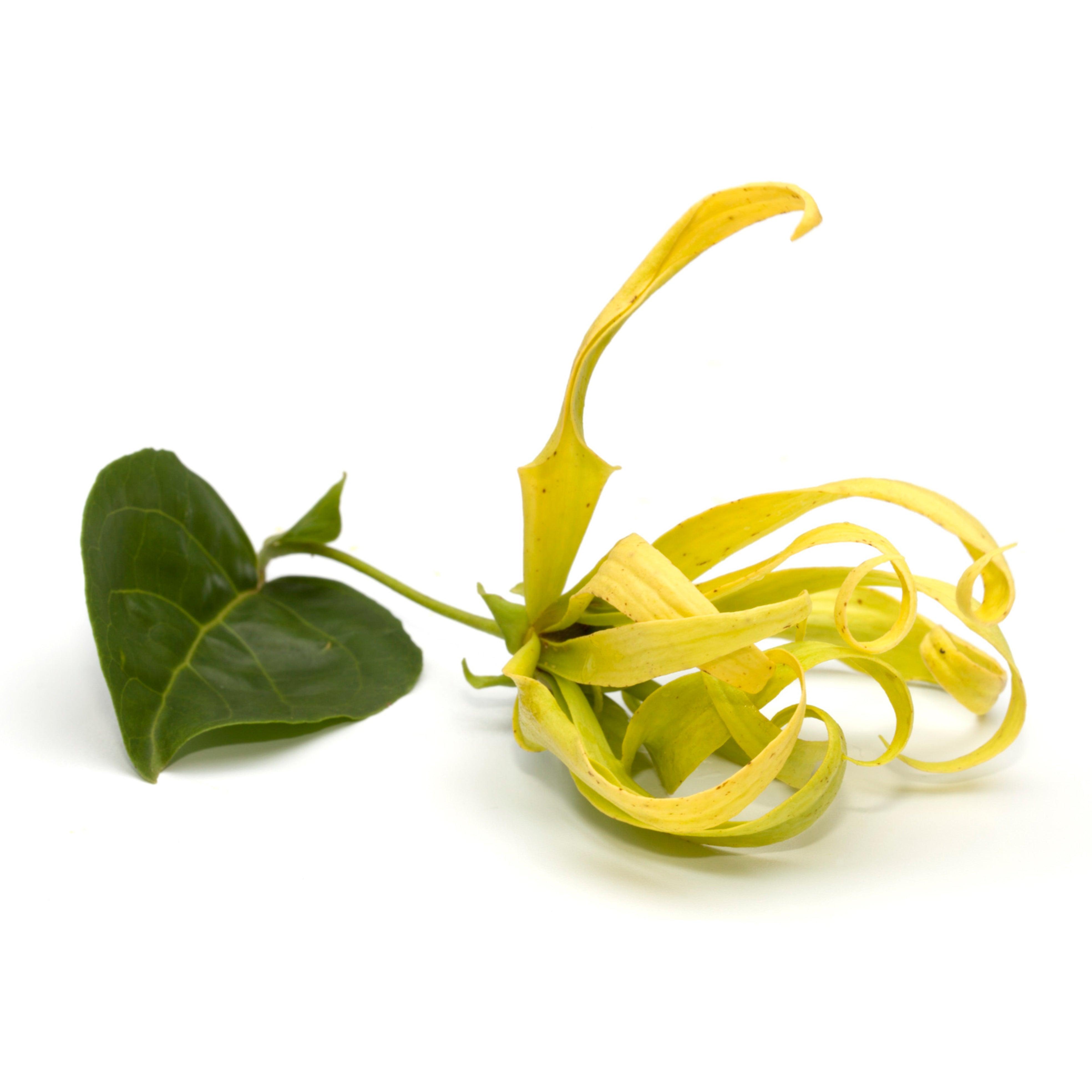 Óleo Essencial de Ylang-Ylang 10ml - Essencial Organics