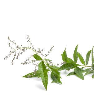 Óleo Essencial de Litsea Cubeba 10ml - Essencial Organics