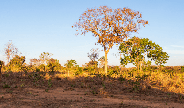 REPORTAGEM MOSTRA COMO A DESTRUIÇÃO DO CERRADO É OFUSCADA POR 'PRIORIDADE’ À AMAZÔNIA