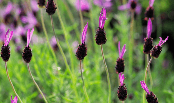 DESCUBRA O ÓLEO ESSENCIAL DE LAVANDA FRANCESA