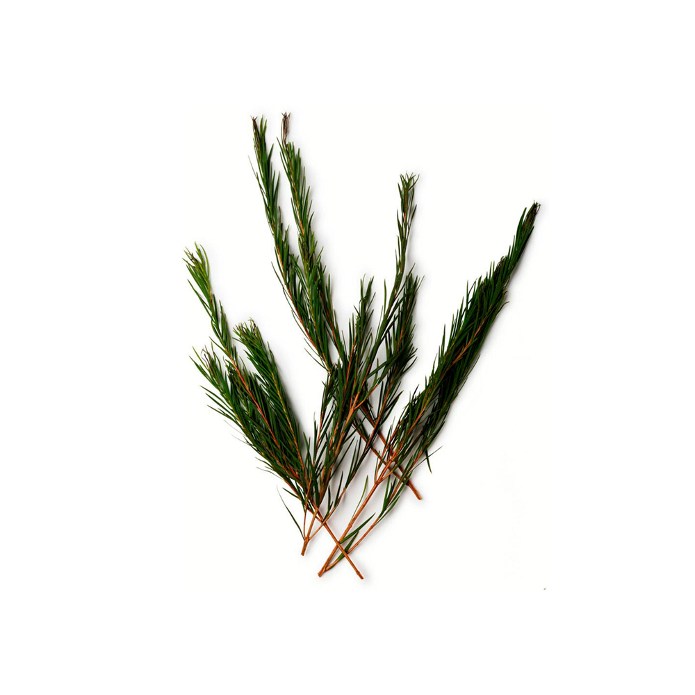 Óleo essencial de melaleuca (tea tree) orgânico - 10ml