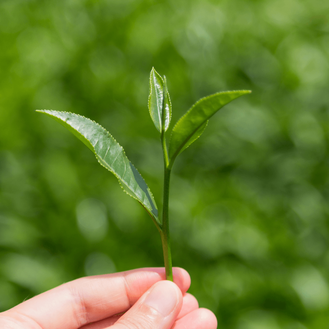 Hidratante Vegetal Chá Branco e Karité 75g essencial organics