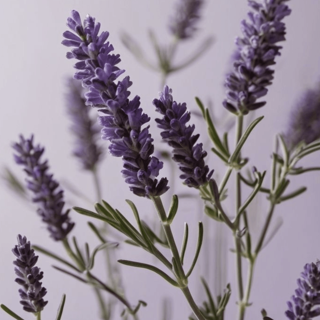 Hidratante Vegetal Lavanda Francesa e Karité 25g ESSENCIAL ORGANICS®️