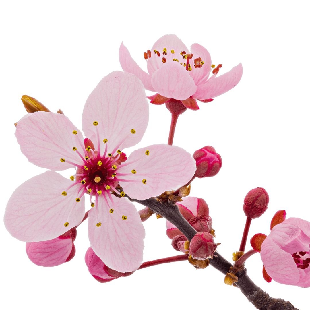 Água de Colônia Flor de Cerejeira - Cherry Blossom ELEMENTS essencial organics