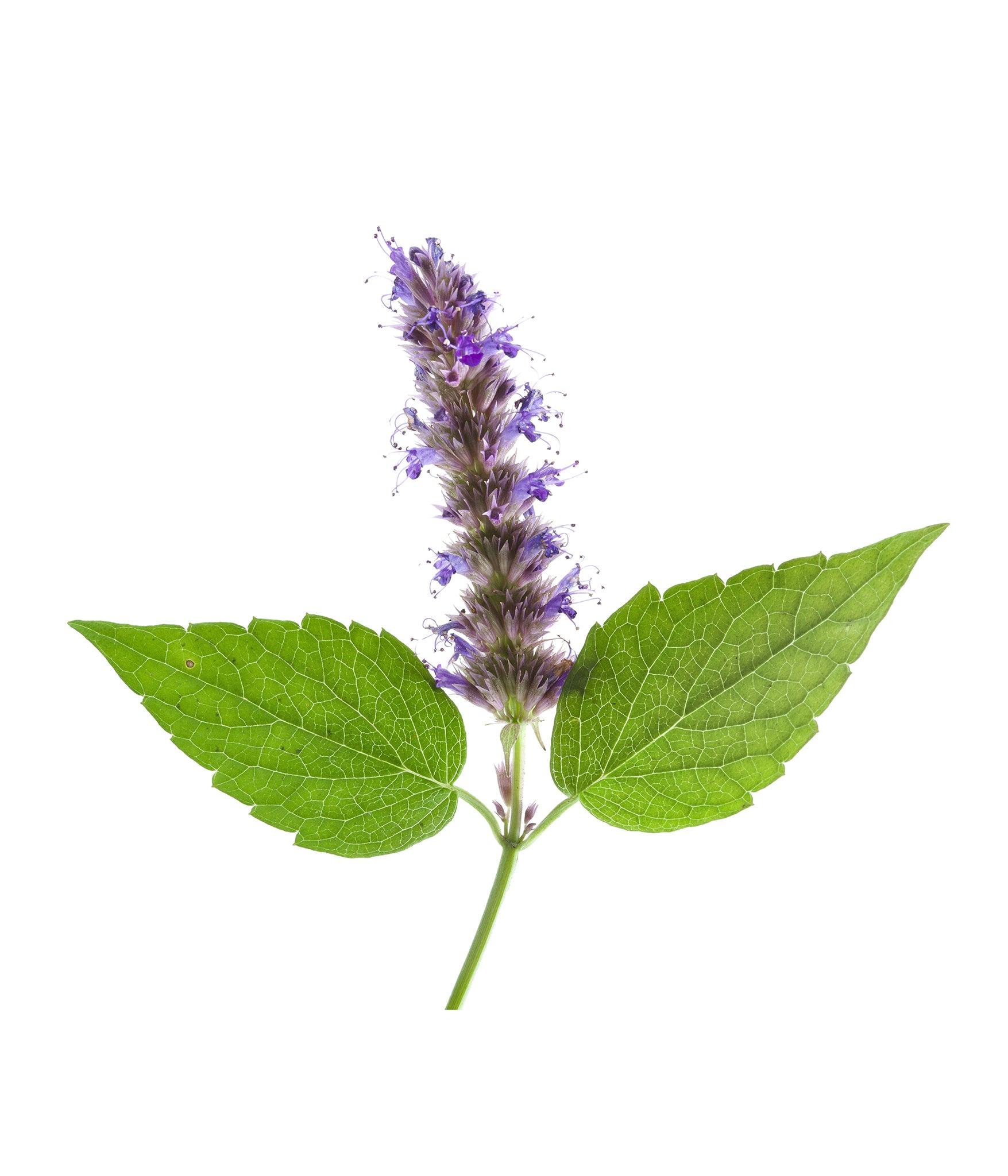 Óleo Essencial de Patchouli 10ml - Essencial Organics