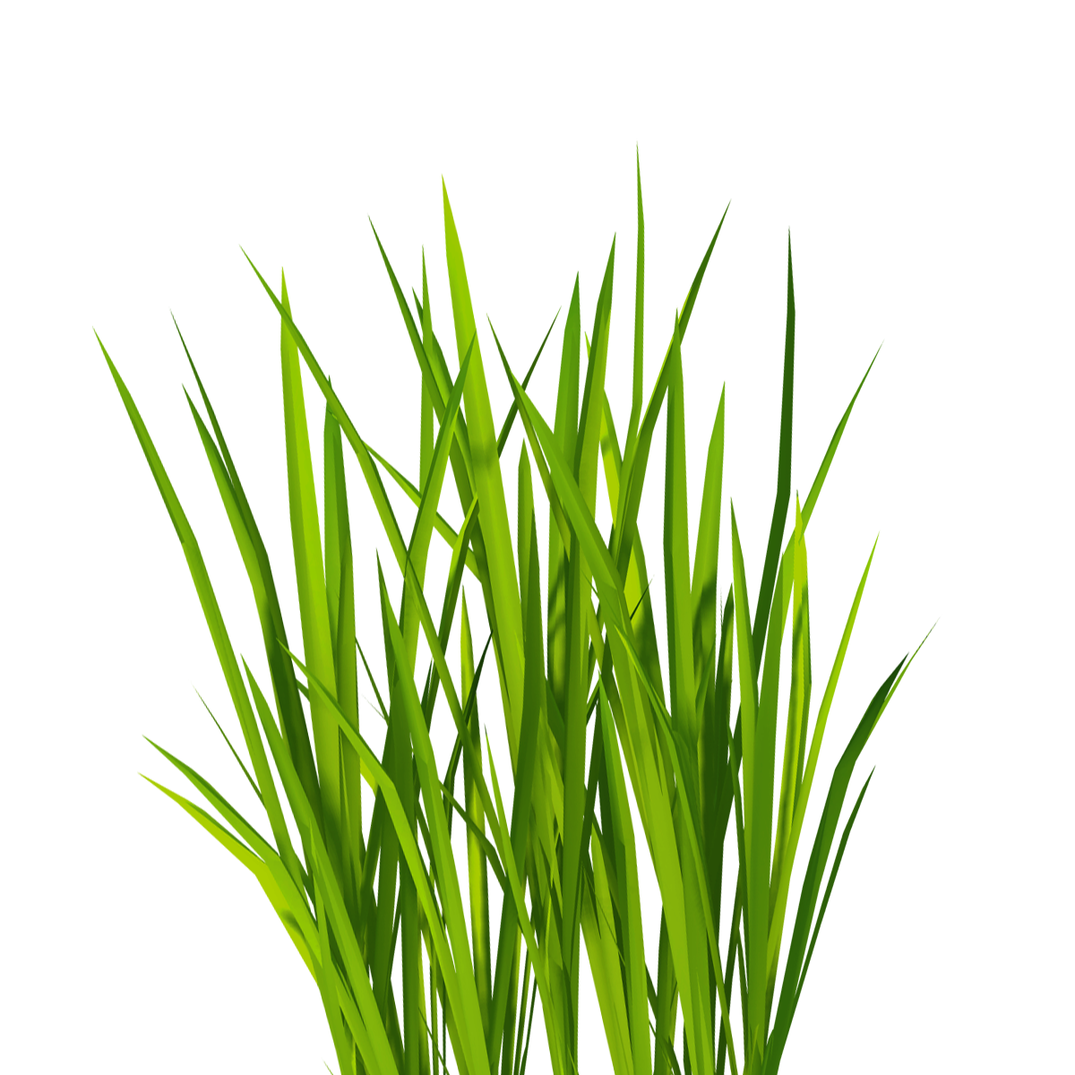 Óleo Essencial de Lemongrass (Capim Limão) 10ml - Essencial Organics